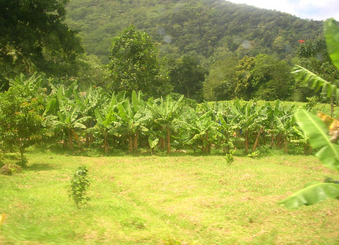 Dominica