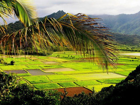 Hawaii