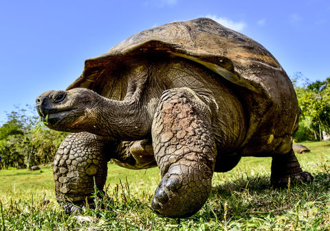 Galapagos Islands