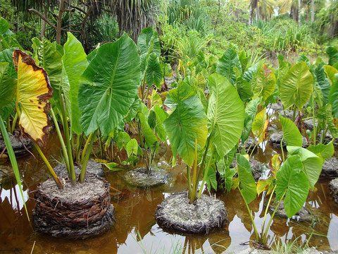 Kiribati